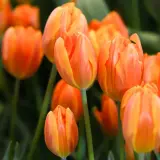 Pomarańczowe tulipany w pełnym rozkwicie. Czy tulipany są wieloletnie? Te piękne kwiaty zachwycają wiosną.