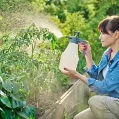 Kobieta opryskuje pomidory, stosując miedzian na choroby. Dba o zdrowe plony w ogrodzie.