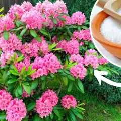 Piękny rododendron kwitnie obficie. Obok miseczka z białym proszkiem, który może być składnikiem domowego nawozu do rododendronów.
