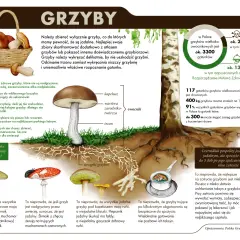 Ilustracja przedstawia różne gatunki grzybów, koszyk pełen grzybów i drzewo, obok którego rośnie sosienka.