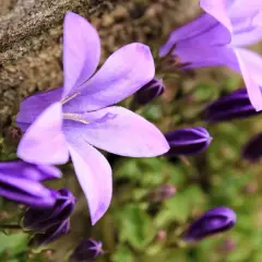 Fioletowa campanula w doniczce, z pąkami i otwartymi kwiatami, delikatnie opiera się o kamień.