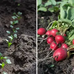 Młode siewki rzodkiewki i dojrzałe, czerwone korzenie. Pokazuje, jak szybko rośnie rzodkiewka.