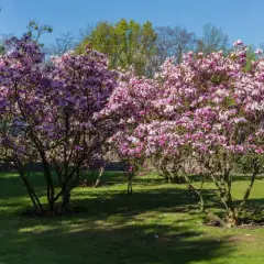 Dwie kwitnące magnolie w pełnym rozkwicie, zachwycające różowymi kwiatami. Widać, jak szybko rośnie magnolia, tworząc gęste korony.