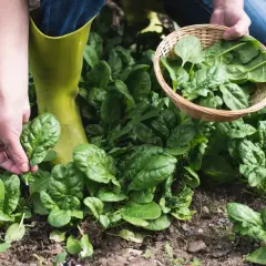 Ręce zbierają świeży szpinak z grządki. Kiedy ścinać szpinak? Gdy liście są duże i soczyste, idealne do koszyka.