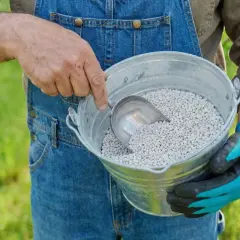Ogrodnik w ogrodniczkach nabiera łopatką nawóz z wiadra. To klucz do tego, jak odkwasić ziemię i zapewnić roślinom lepszy wzrost.