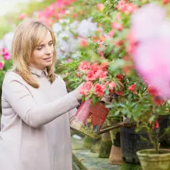 Kobieta podlewa kwitnącą azalię na pniu w szklarni. Kolorowe kwiaty tworzą tło dla jej troskliwej pielęgnacji.