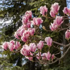 Kwiaty magnolii w kolorze różowym na gałęzi. Choć piękna, warto wiedzieć, czy magnolia jest trująca dla zwierząt.