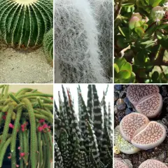 Różnorodne kaktusy rodzaje: aloes, kaktus kulisty, kaktus z białym włosem, grubosz, kaktus kolczasty, kaktus bożonarodzeniowy, kaktus-wężyk, kaktus w paski, żywe kamienie, kaktus z liśćmi.