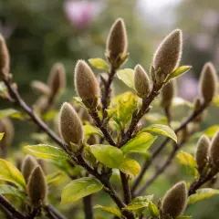 Puszyste pąki magnolii po przekwitnięciu, z zielonymi liśćmi i rozmytym tłem.