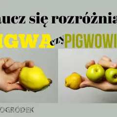 Ręka trzyma dużą, żółtą pigwę obok mniejszej, zielonej pigwy i dwóch jabłek. Naucz się rozróżniać pigwa drzewo.