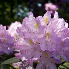 Piękne, jasnoróżowe rododendrony w ogrodzie, z żółtymi plamkami na płatkach, delikatnie kołyszą się na wietrze.