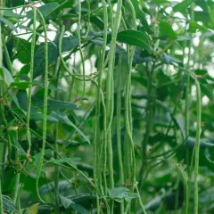Długie, zielone strąki fasolnika chińskiego zwisają z rośliny. Widać liście i pędy, świadczące o udanej uprawie.