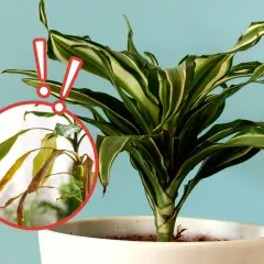 Dracena z żółknącymi liśćmi. Czy to problem z podlewaniem? Czerwone wykrzykniki wskazują na problem.