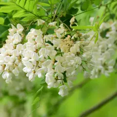 Kwitnąca robinia akacjowa różowa, z białymi, zwisającymi gronami kwiatów i zielonymi liśćmi.