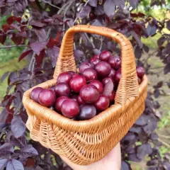 Koszyk pełen dojrzałych, ciemnoczerwonych owoców śliwy wiśniowej krzyżówki, zebranych z drzewa o purpurowych liściach.