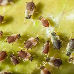 Kolonia mszyc, przypominających maleńkie, brązowe i zielone stworzonka, żeruje na zielonym liściu. To naturalny wróg roślin, ale też pożywienie dla biedronek i innych pożytecznych owadów, które mogą pomóc w walce z nimi, podobnie jak bioczos.