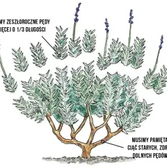Ilustracja pokazuje, kiedy przycinać lawendę: zeszłoroczne pędy o 1/3 długości, unikając starych, zdrewniałych dolnych pędów.