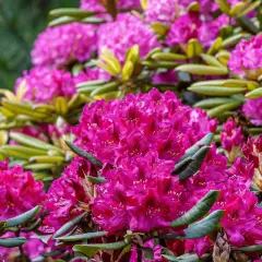 Kwitnące rododendrony w intensywnym różu, potrzebujące specjalnej ziemi do rododendronów, by zachwycać w pełni.