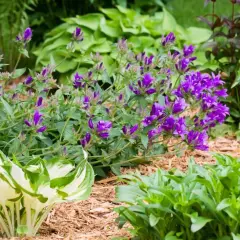 Fioletowe dzwonki, czyli campanula po przekwitnięciu, tworzą barwny kobierzec wśród zieleni host i innych roślin.