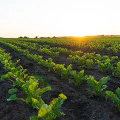 Rzędy młodych buraków cukrowych na polu, oświetlone zachodzącym słońcem. Zdrowy wzrost roślin, być może dzięki zastosowaniu tetrakonazolu.