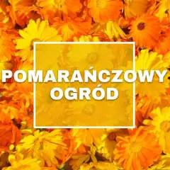 Pomarańczowe kwiaty tworzą słoneczny ogród.
