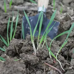 Młode źdźbła trawy wyrastają z ziemi obok łopatki. Widać, ile nasion trawy na m2 udało się zasiać.