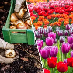 Sadzenie cebulek tulipanów i kwitnące pola w żywych kolorach tulipanów.
