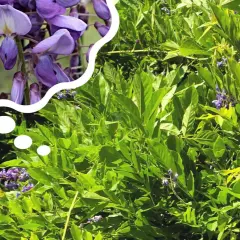 Piękne, fioletowe kwiaty wisterii w chmurce myśli, przypominające o tym, kiedy kwitnie wisteria.