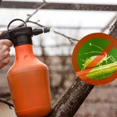 Oprysk drzew pomarańczowym opryskiwaczem. Na gałęzi symbol zakazu z mszycą, sugerujący użycie oleju parafinowego do oprysku drzew.