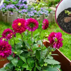Piękne, fuksjowe dalie w drewnianej skrzyni. W rogu widać bulwę dalii w donicy, gotową do posadzenia. Dowiedz się, jak sadzić dalie w donicy.