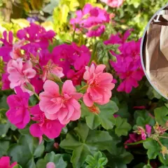 Kwitnące pelargonie w odcieniach różu i fuksji. Czy pelargonia jest wieloletnia? W tle papierowe torby.