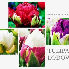 Piękne tulipany lodowe w odcieniach bieli, różu i fioletu. Ich pąki przypominają lodowe kryształki.
