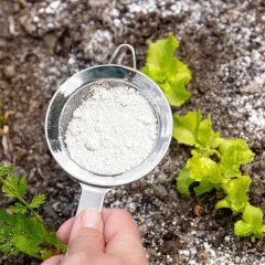 Sita z ziemią okrzemkową nad młodymi sadzonkami. Naturalny sposób na ochronę roślin.
