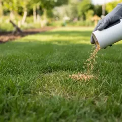 Ręka w rękawiczce rozsypuje nasiona trawy na dosiewkę na zielonym trawniku.