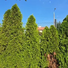 Zielone tuje tworzą żywopłot. Czy tuja to drzewo? Tak, to wiecznie zielone drzewo iglaste, które pięknie wygląda latem.