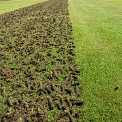 Po zabiegu aeracji trawnika, widać wyraźną granicę między świeżo napowietrzoną ziemią a zieloną trawą.