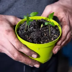 Dłonie trzymają doniczkę z młodymi sadzonkami, które wyrosły z pestki jabłoni.