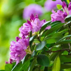 Piękny rododendron w fioletowych kwiatach, gotowy do przycinania po kwitnieniu, by zachować jego kształt.
