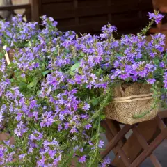 Urocza scaevola uprawa w donicy oplecionej jutą, kwitnąca na fioletowo na tle drewnianej balustrady.