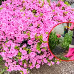Kwitnąca azalia japońska uprawa wymaga troski. Widać ją w pełnej krasie, a w kółku osoba podlewa mniejszą roślinę.
