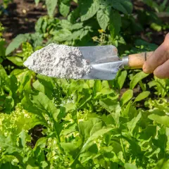 Łyżka z ziemią okrzemkową nad młodymi sałatami. Ziemia okrzemkowa na co? Na szkodniki i dla lepszego wzrostu roślin.