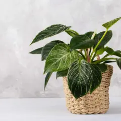 Filodendron w plecionym koszu z zielonymi liśćmi i białymi żyłkami.
