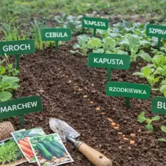 Wiosenne sadzenie: groch, cebula, kapusta, szpinak, sałata, rzodkiewka, buraki. Idealny czas, by zasiać do gruntu!