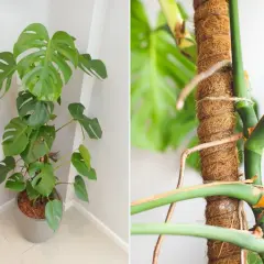 Monstera z pięknymi liśćmi i korzeniami powietrznymi oplatającymi palik.