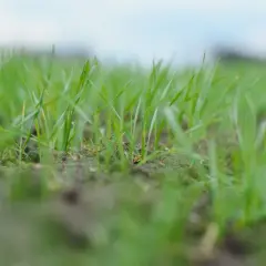Młoda trawa wschodząca z ziemi, zielone źdźbła tworzą gęsty dywan. Widać, ile wschodzi trawa, symbolizując nowy początek.