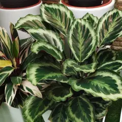 Calathea zachwyca liśćmi. Jak dbać o tę roślinę, by była piękna?