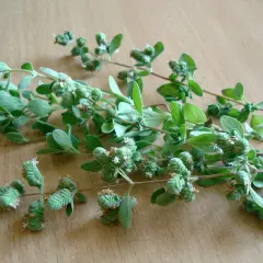 Gałązki oregano z pąkami kwiatowymi, gotowe do zbioru. Idealne do domowej oregano uprawy.