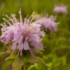 Delikatny, różowy kwiat bergamotki z kroplami rosy. W tle rozmyte inne kwiaty i zieleń.