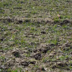 Młode źdźbła trawy wyrastają z żyznej gleby bogatej w kwasy humusowe, zapowiadając obfite plony.
