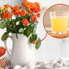 Pomarańczowe kwiaty cięte w białej dzbanku, obok dynie. W okręgu szklanka z żółtym napojem.